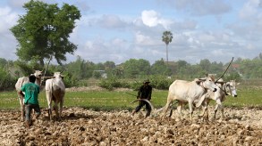 cambodia-cows
