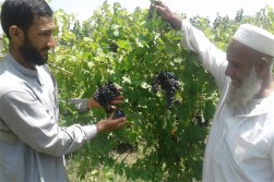 afg-nhlp-lagman-sep19