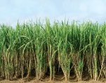 sugarcane