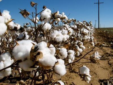 Cotton_field_kv06.jpg