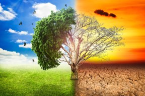 global-warming-climate-change-tree_1big_stock2