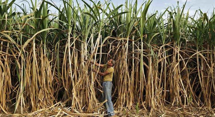 HARYANA-Top-Most-Famous-Largest-Sugarcane-ProducIng-States-In-India-2018