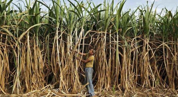 HARYANA-Top-Most-Famous-Largest-Sugarcane-ProducIng-States-In-India-2018