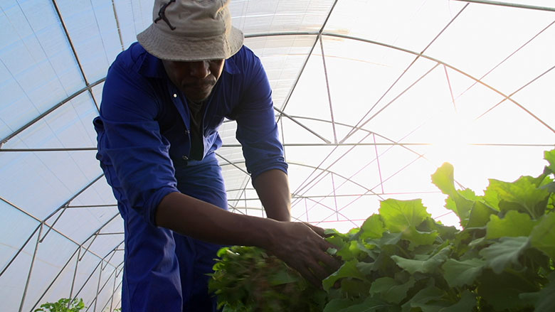 ls-a-day-in-the-life-of-a-vegetable-farmer-in-lesotho-780x439