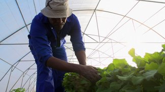 ls-a-day-in-the-life-of-a-vegetable-farmer-in-lesotho-780x439