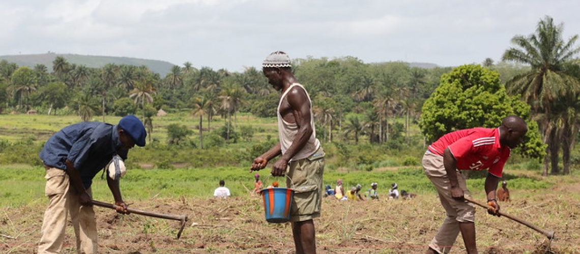 farmers_working_in_their_fields_in_guinea.jpg