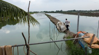 Shrimp pond in Vietnam