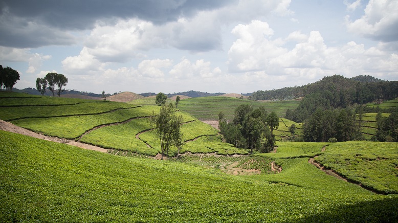 Kitabi Tea Processing Facility in Kitabi, Rwanda