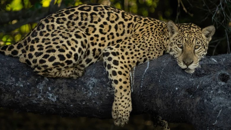 ASL-Jaguar-Credit-Lucas-Bustamante-CI-Ecuador